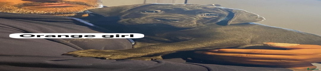 Cane Corso Puppy 5 orange 