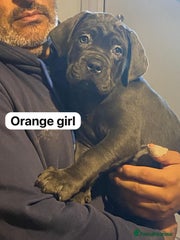 Cane Corso Puppy 5 orange