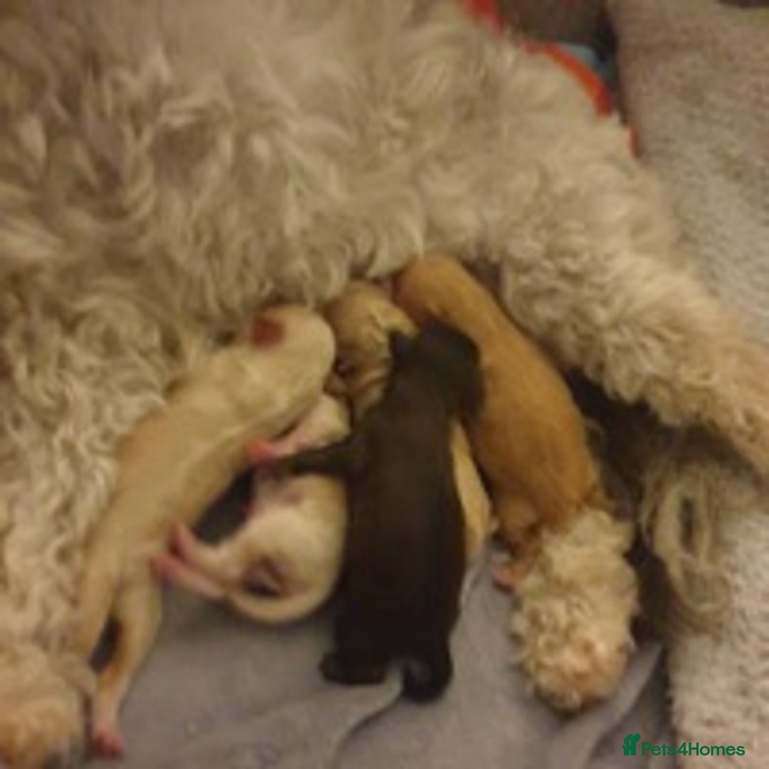 Toy Poodle dogs for stud: RED TOY POODLE KC REGISTERED PROVEN STUD in Derby - Image 26