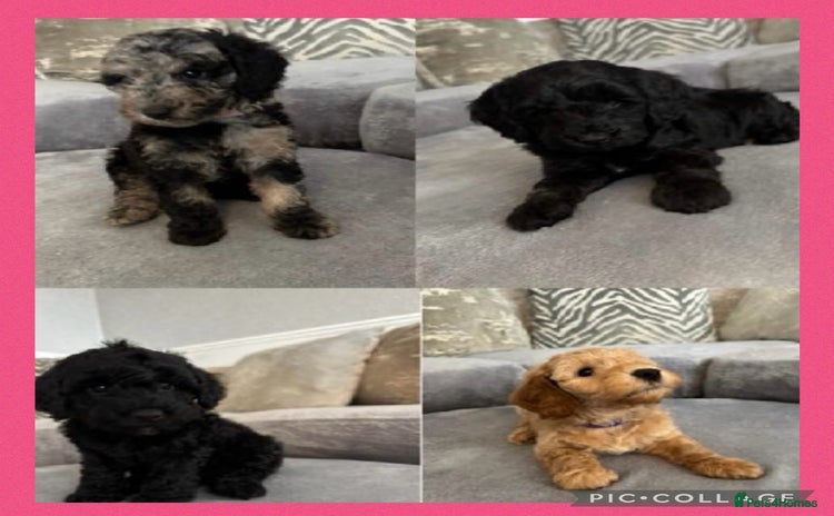 Cockapoo dogs - Advert 4