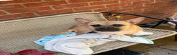 Mixed Breed dogs for sale: Gary 11month cheeky chap in Ilford - Advert 17