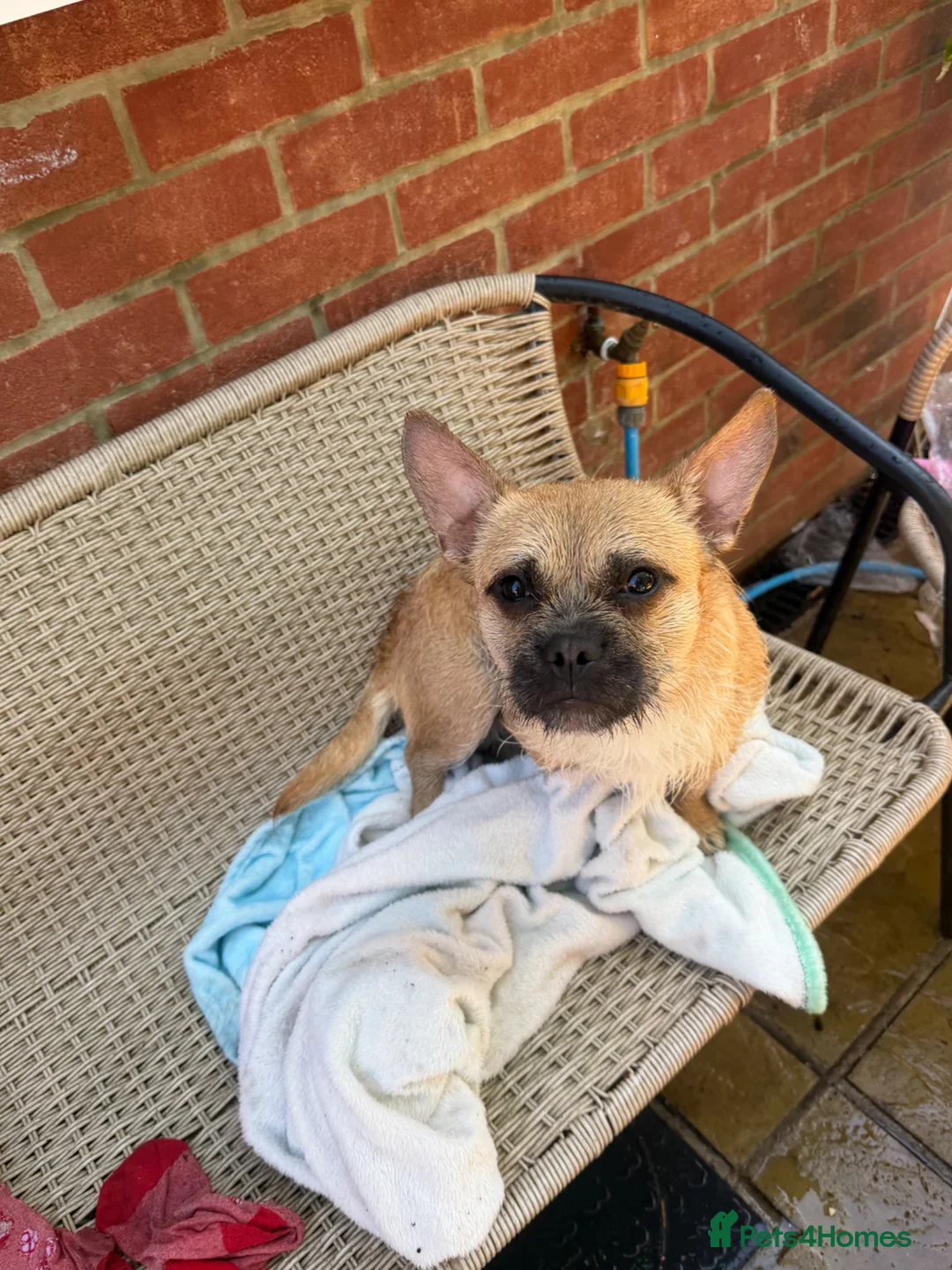 Mixed Breed dogs for sale: Gary 11month cheeky chap in Ilford - Advert 17
