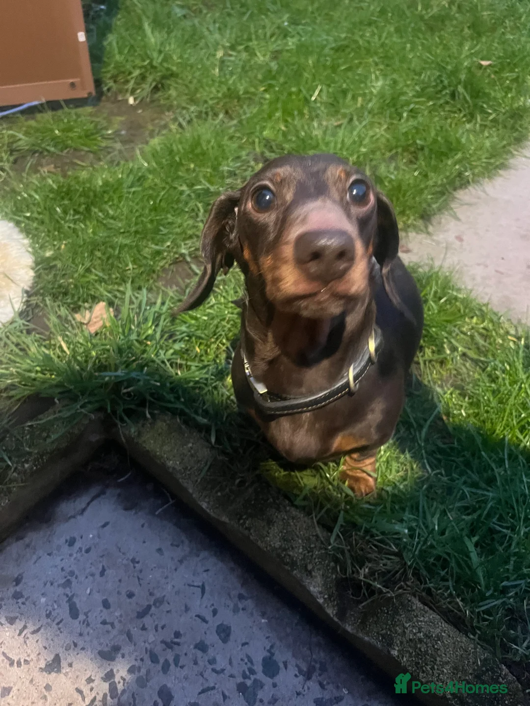 Dachshund dogs for sale: Beautiful miniature dachshund girl - Advert 2