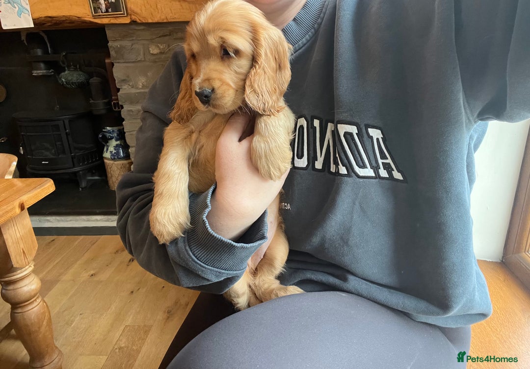 Cocker Spaniel dogs for sale: KC Health tested show type cocker spaniel puppies - Image 9