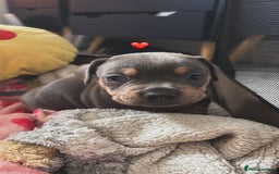 Mixed Breed dogs for sale: Unreal Frenchweiner puppy’s 🥹 - Image 4