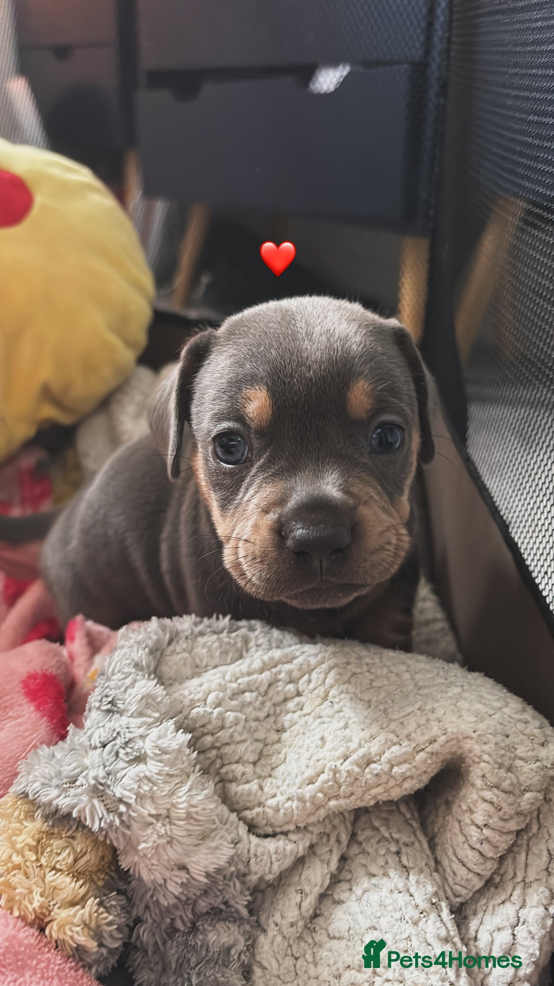 Mixed Breed dogs for sale: Unreal Frenchweiner puppy’s 🥹 - Image 4