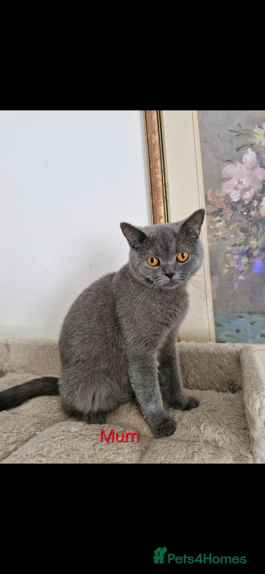 British Shorthair cats British Shorthair Kittens  - Advert 2