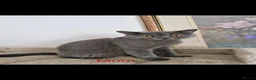 British Shorthair cats for sale: British Shorthair Kittens  - Advert 1