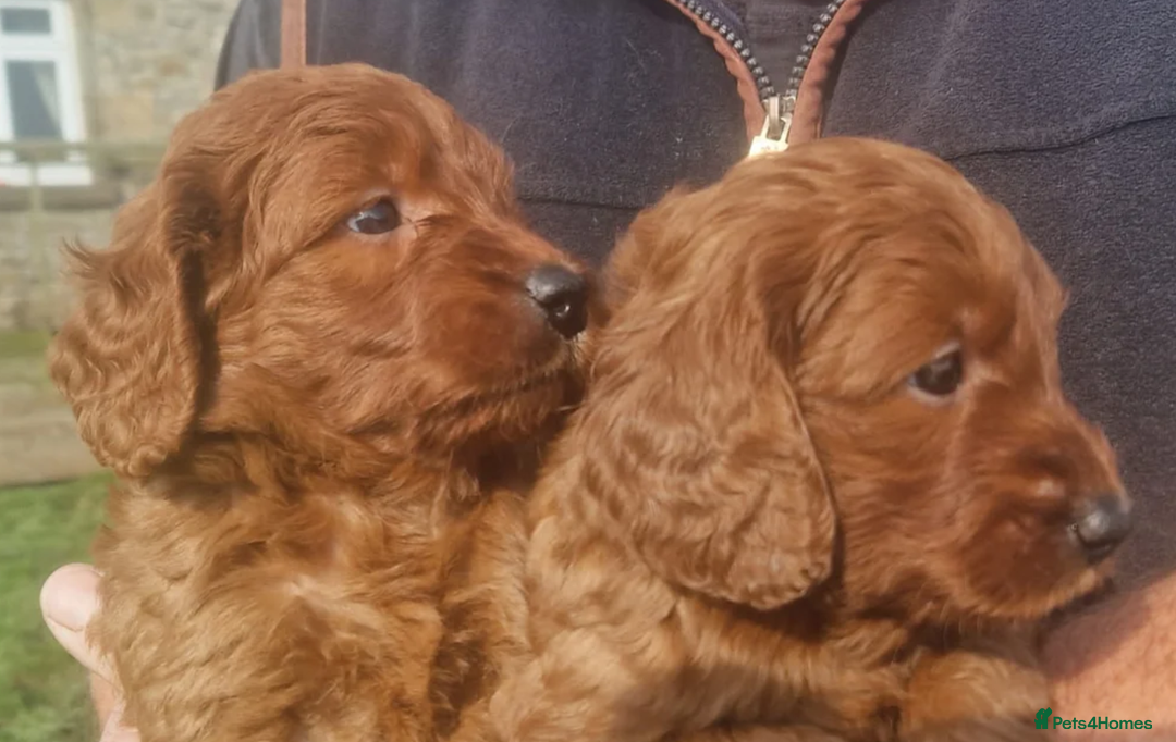 Labradoodle dogs for sale: The Darkest Fox Red Doodles. - Image 5
