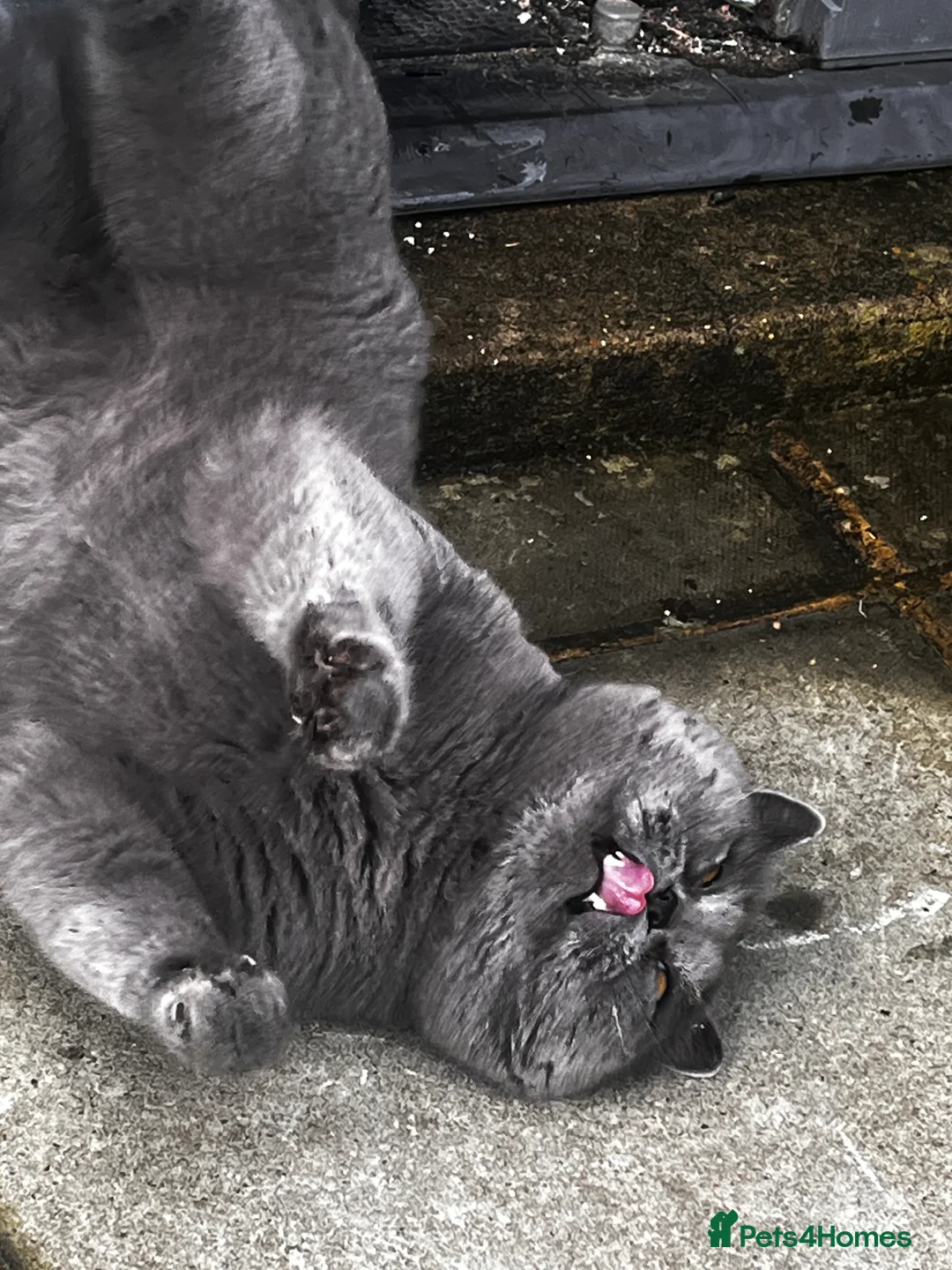 British Shorthair cats for stud: GCCF active boy for stud only  **  - Advert 3