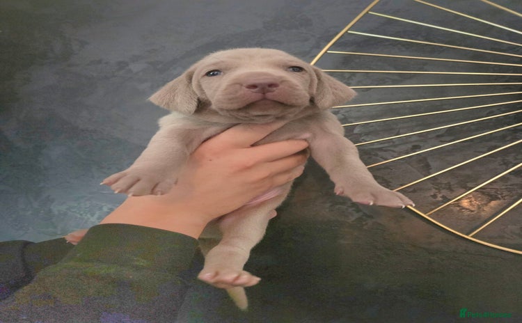 Weimaraner dogs - Advert 2