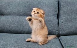 Scottish Fold cats for sale: Excellent Scottish fold kittens  - Image 17