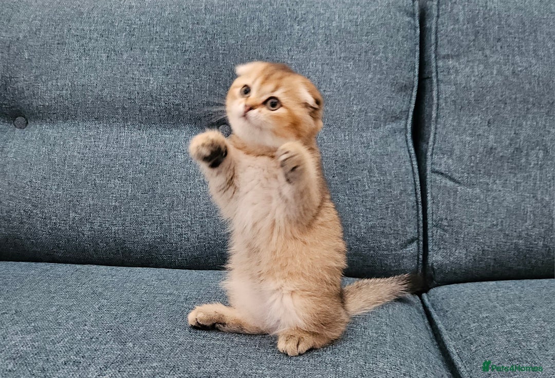 Scottish Fold cats for sale: Excellent Scottish fold kittens  - Image 17