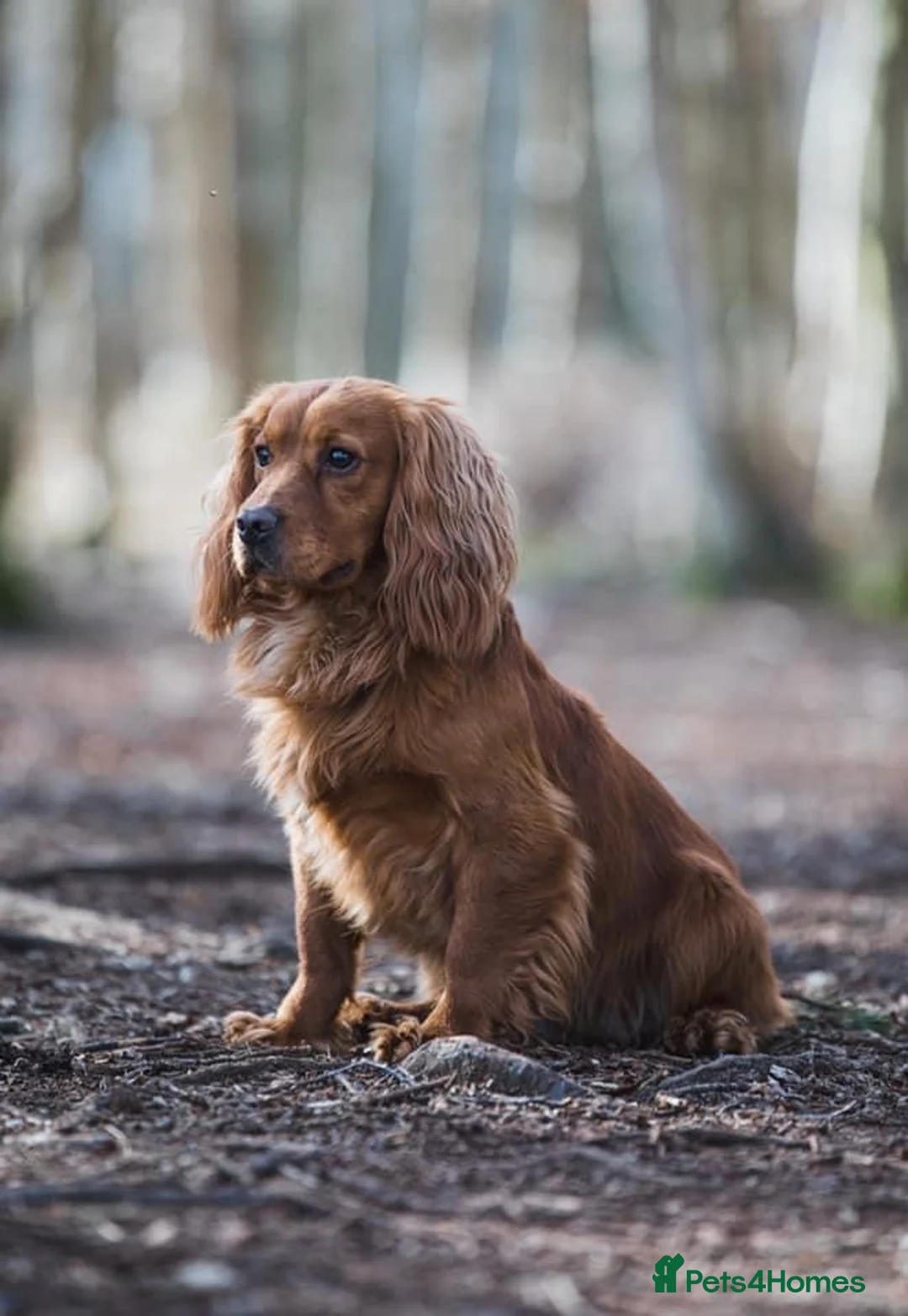 Cocker Spaniel dogs for stud: DARK RED KC HEALTH TESTED WORKING COCKER STUD in Market Drayton - Advert 2