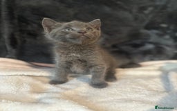Ragdoll cats for sale: Ragdoll cross domestic shorthaired kittens  - Image 6