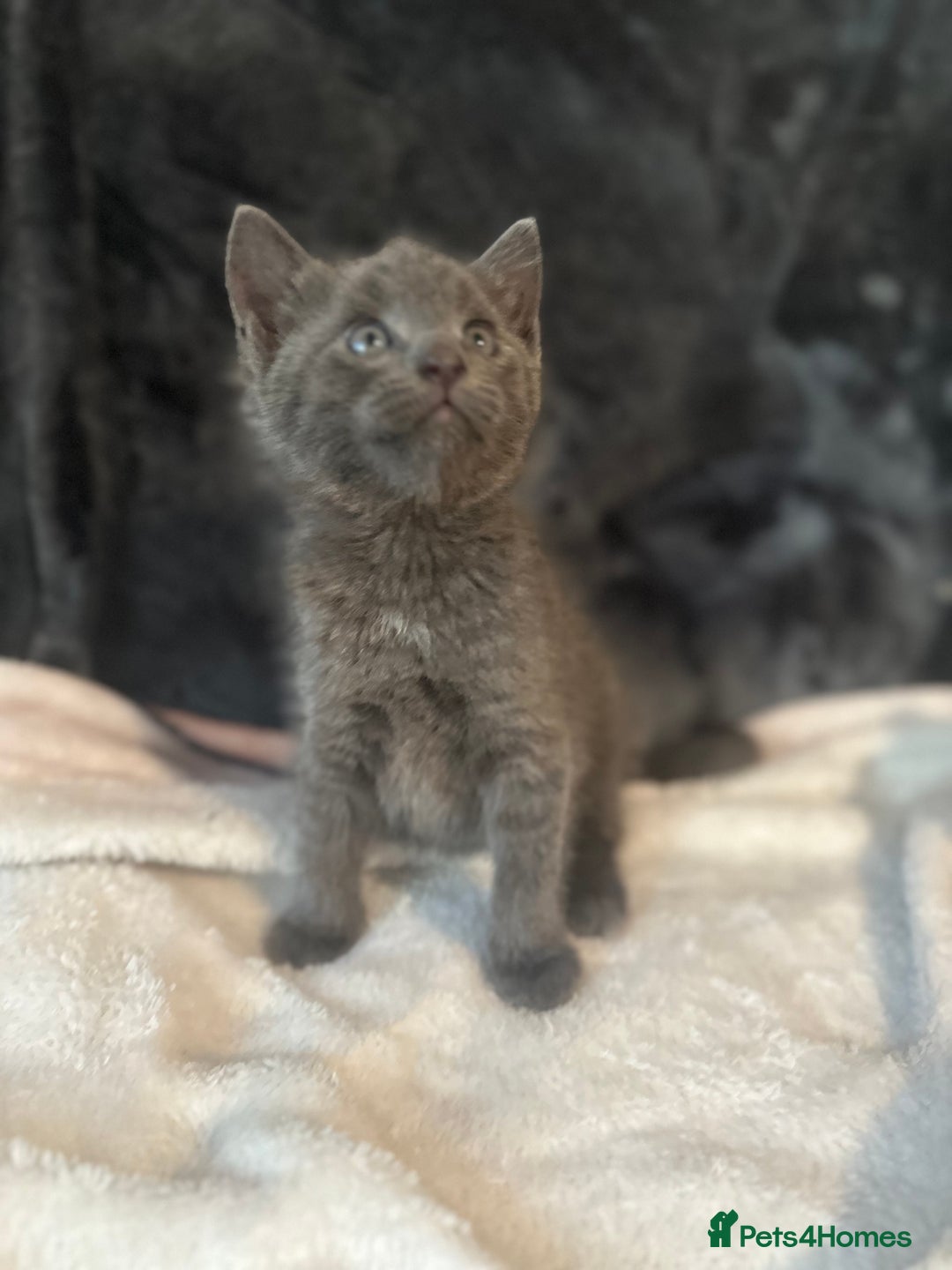 Ragdoll cats for sale: Ragdoll cross domestic shorthaired kittens  - Image 6