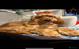 Cocker Spaniel dogs for sale: SHOW Cocker Spaniel puppies  - Image 6