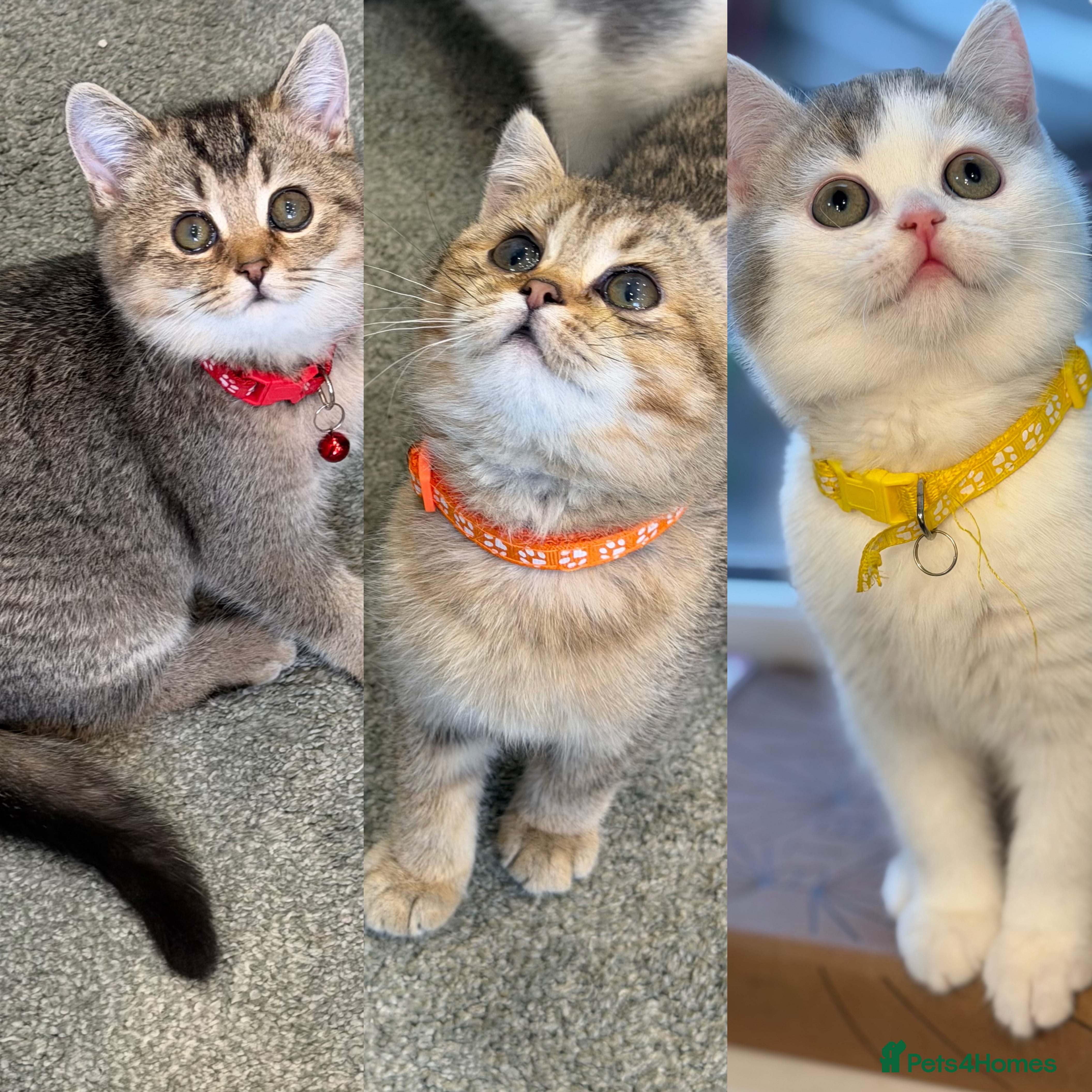 British Shorthair cats British shorthair Golden kittens TICA - Advert 1