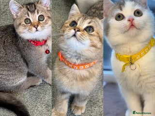 British Shorthair cats British shorthair Golden kittens TICA - Advert 7