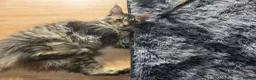 Maine Coon cats for sale: Ready now adorable maine coon Kittens 2 boys - Advert 28