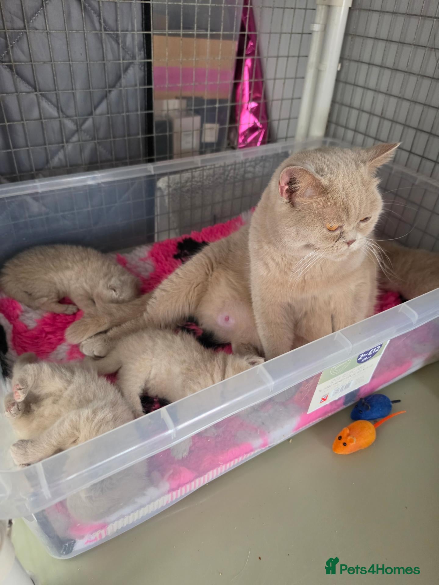British Shorthair cats Rare Fawn British short hair  - Advert 1