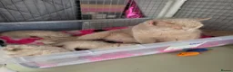 British Shorthair cats for sale: Rare Fawn British short hair  - Advert 1