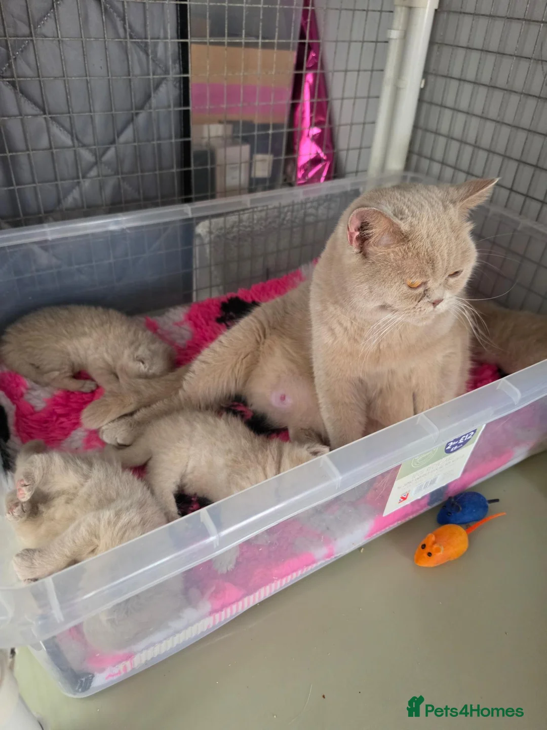 British Shorthair cats for sale: Rare Fawn British short hair  - Advert 1