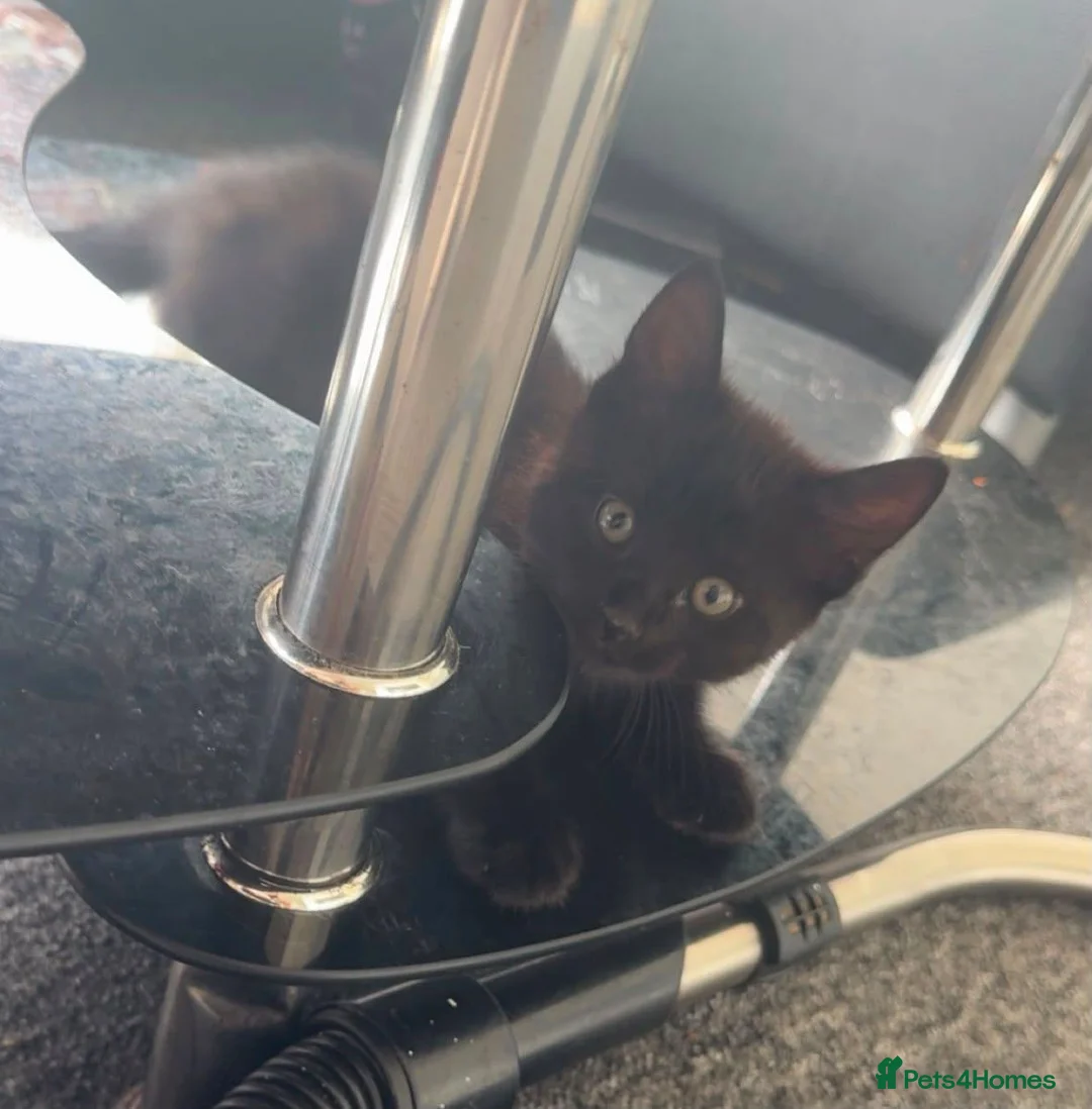 Mixed Breed cats for sale: Playful Boy Kitten in Norwich - Advert 2