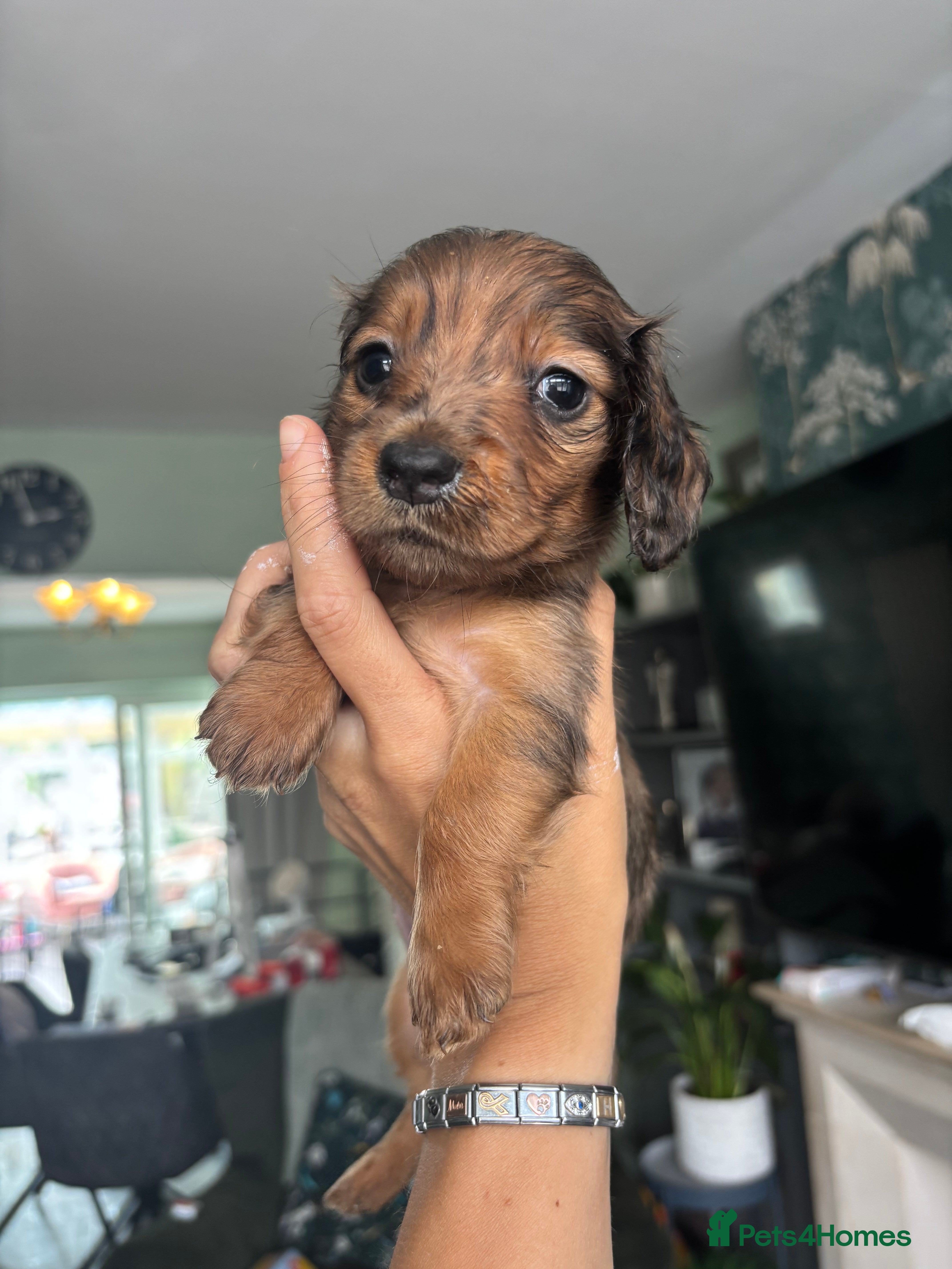 Dachshund dogs 7 Beautiful Dachshund Puppies - Advert 2