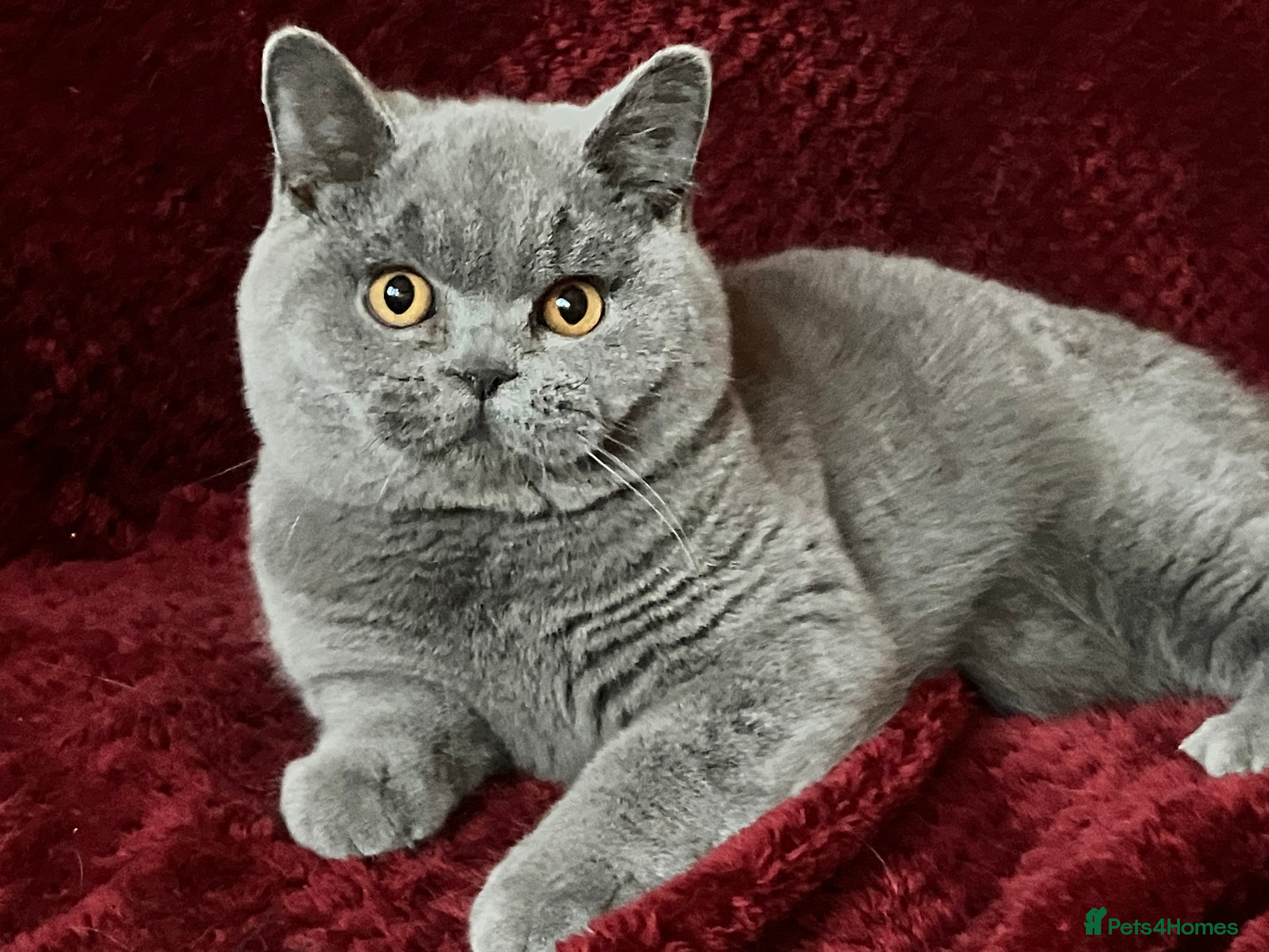 British Shorthair cats GCCF British Shorthair Boy Stunning Amber Eyes Now - Advert 1