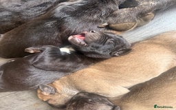 Mixed Breed dogs for sale: Came Corso X Puppies - Image 40