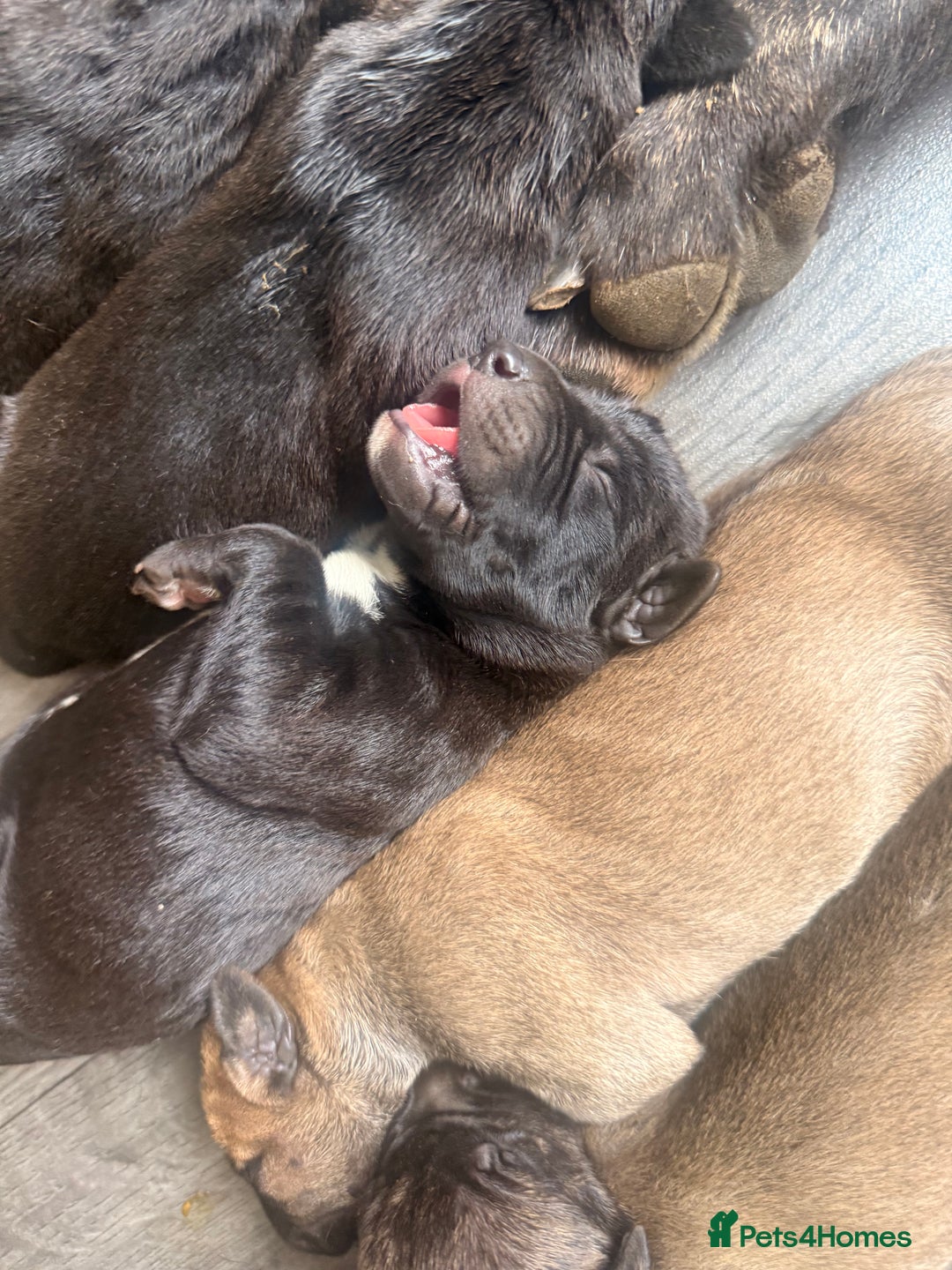 Mixed Breed dogs for sale: Came Corso X Puppies - Image 40