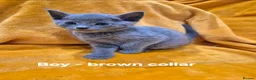 Russian Blue cats for sale: 5 girls and 2 boys Russian Blue - Advert 10