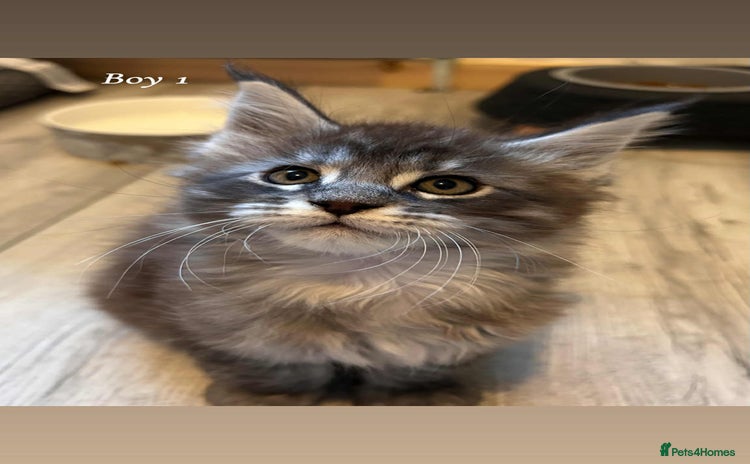 Maine Coon cats - Advert 1