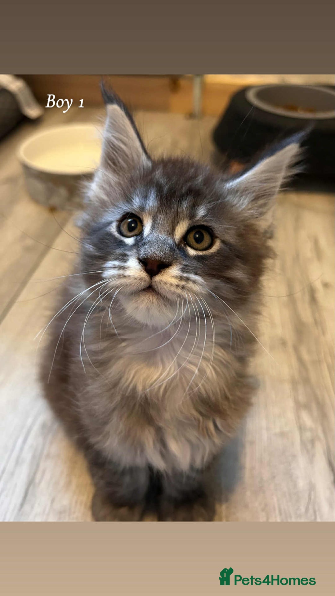 Maine Coon cats for sale: Mainecoon Kittens  - Image 1