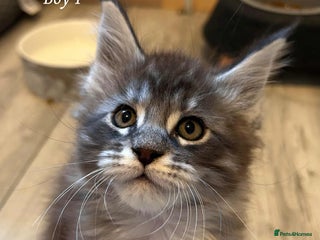 Maine Coon cats - Advert 23
