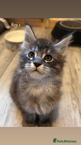 Maine Coon cats - Advert 16