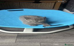 British Shorthair cats for sale: Female British short hair  - Image 1