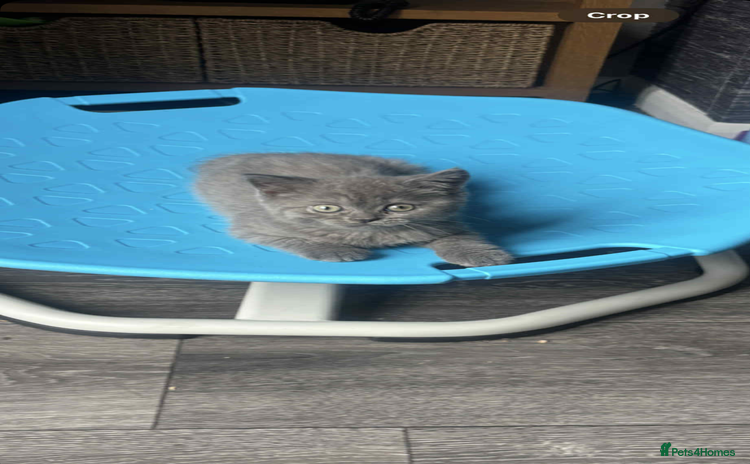 British Shorthair cats - Advert 6