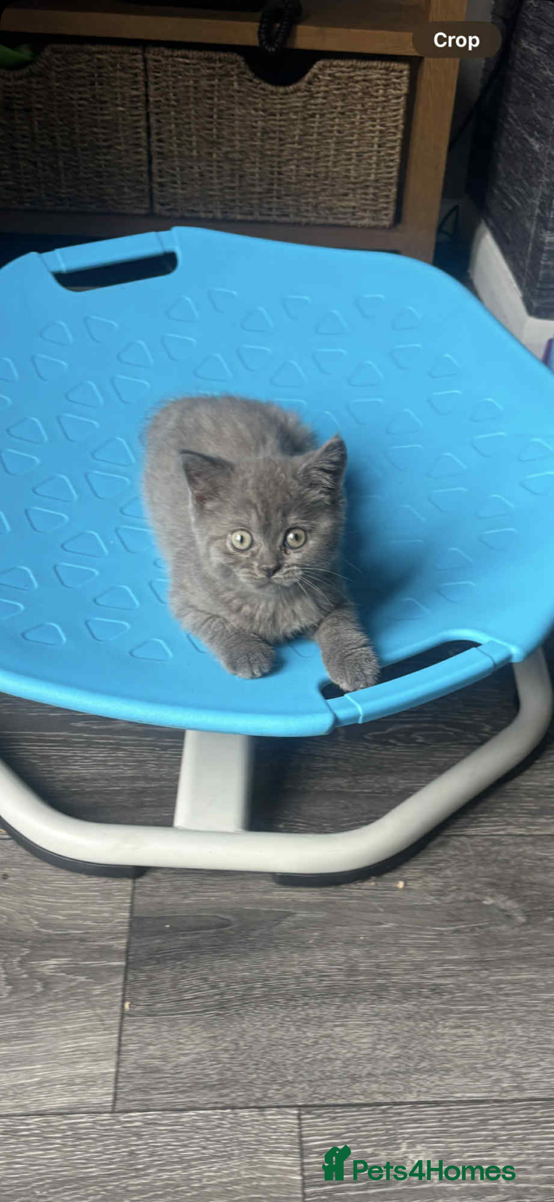 British Shorthair cats for sale: Female British short hair  - Image 1