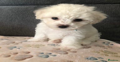 Bichon Frise dogs in Bristol - Advert 12