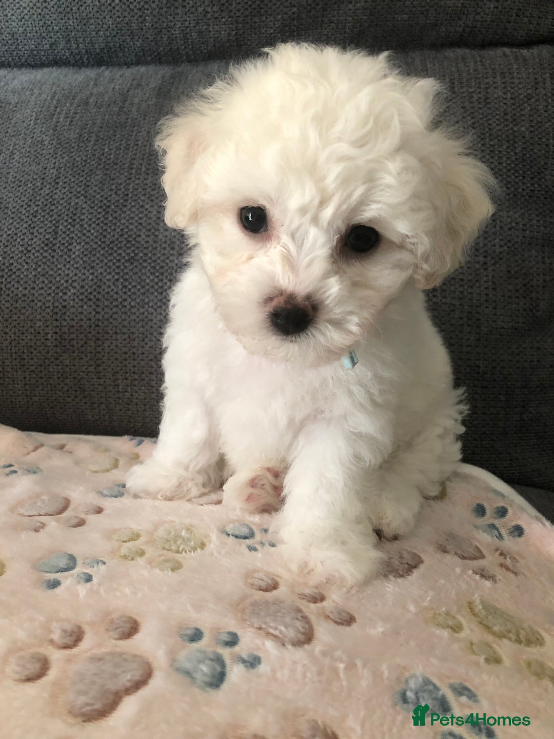 Bichon Frise dogs for sale: Bichon frise puppies  in Bristol - Image 3