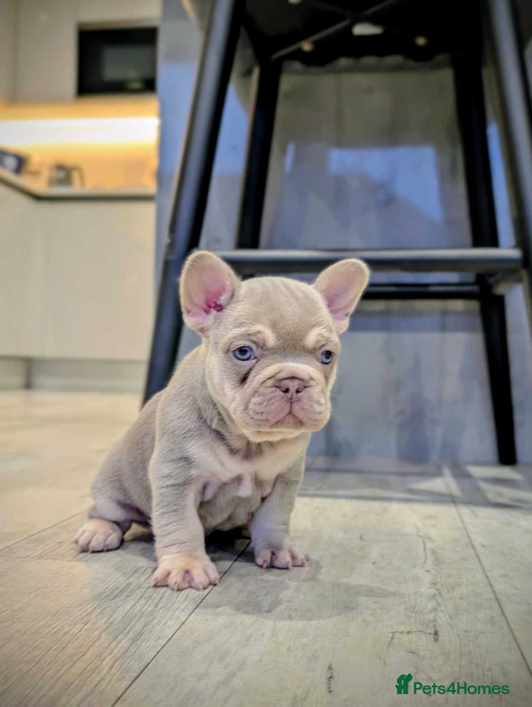 French Bulldog dogs for sale: Beautiful health clear French bulldogs - Advert 3