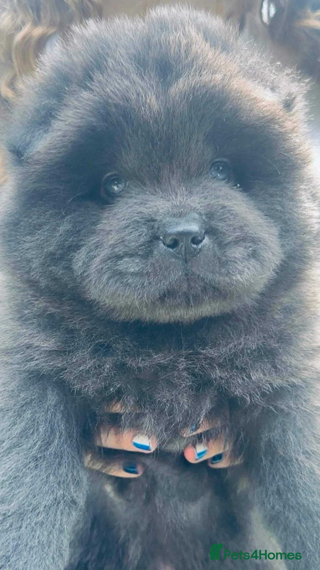 Chow Chow dogs for sale: 5 stunning puppies left !!!!  - Advert 2