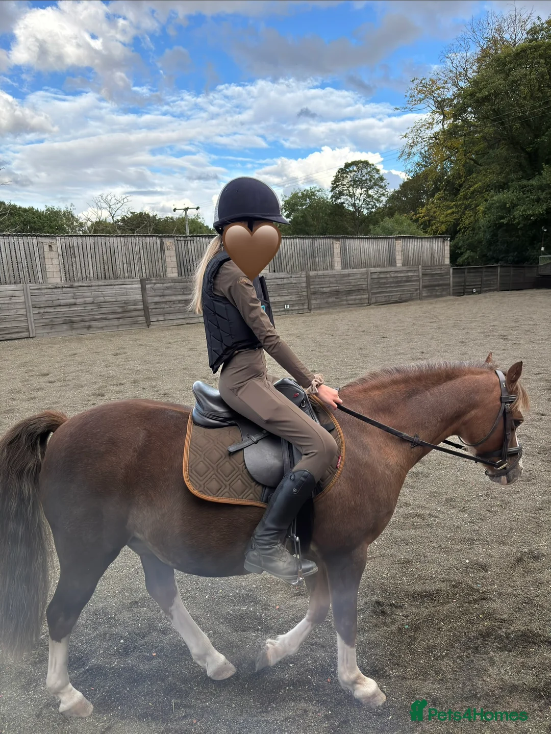 Welsh Section B horses for sale: Welsh B 13h gelding all rounder - Advert 4