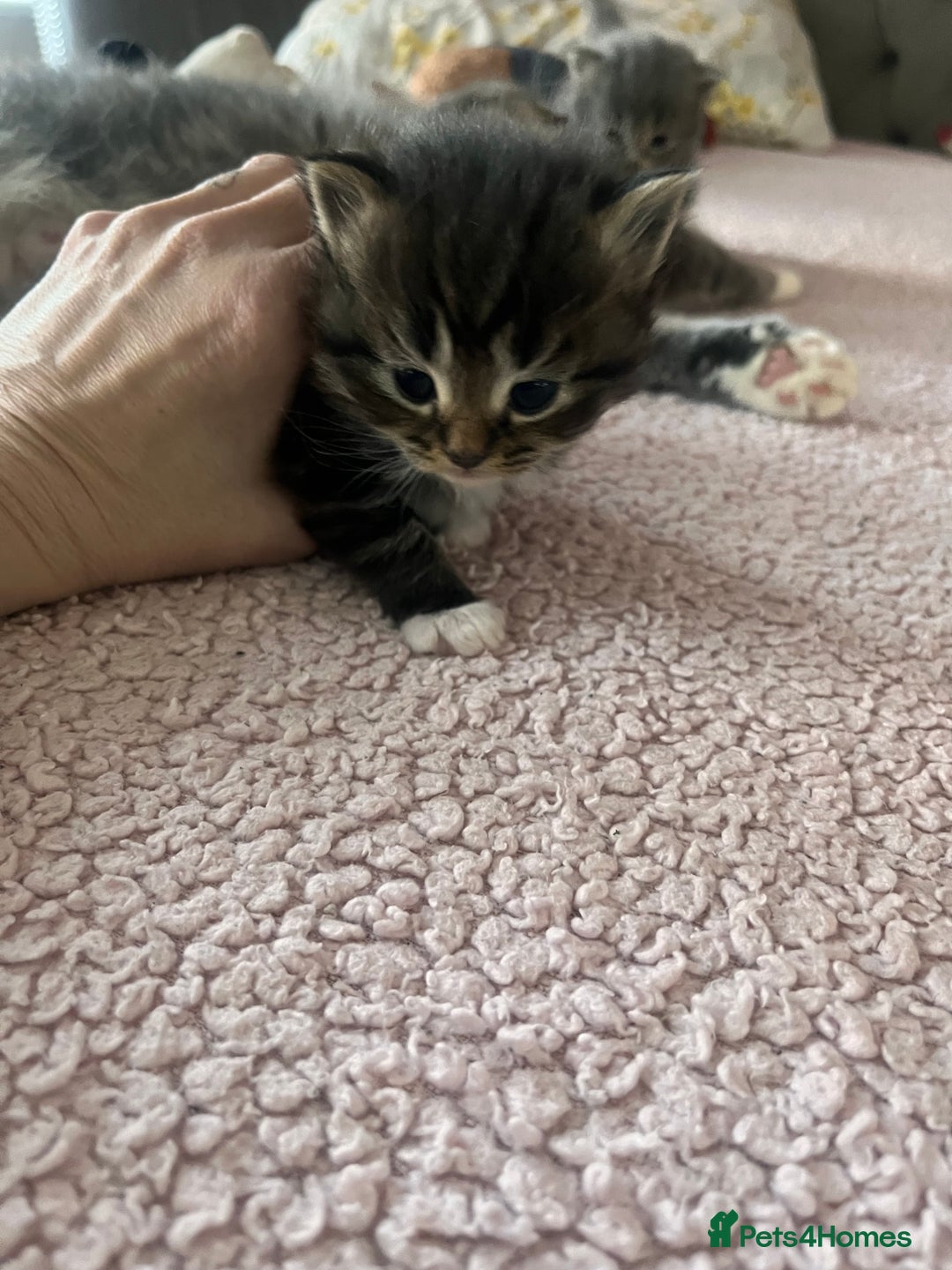 Maine Coon cats for sale: maincoon cross british shorthair  - Advert 6