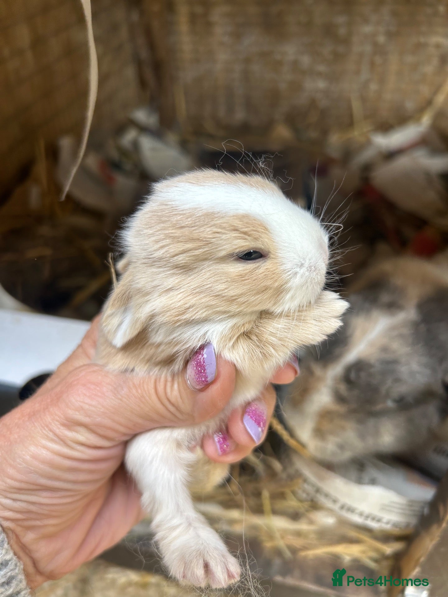 Mini Lop rabbits Beautiful friendly pure mini lop babies   - Advert 16