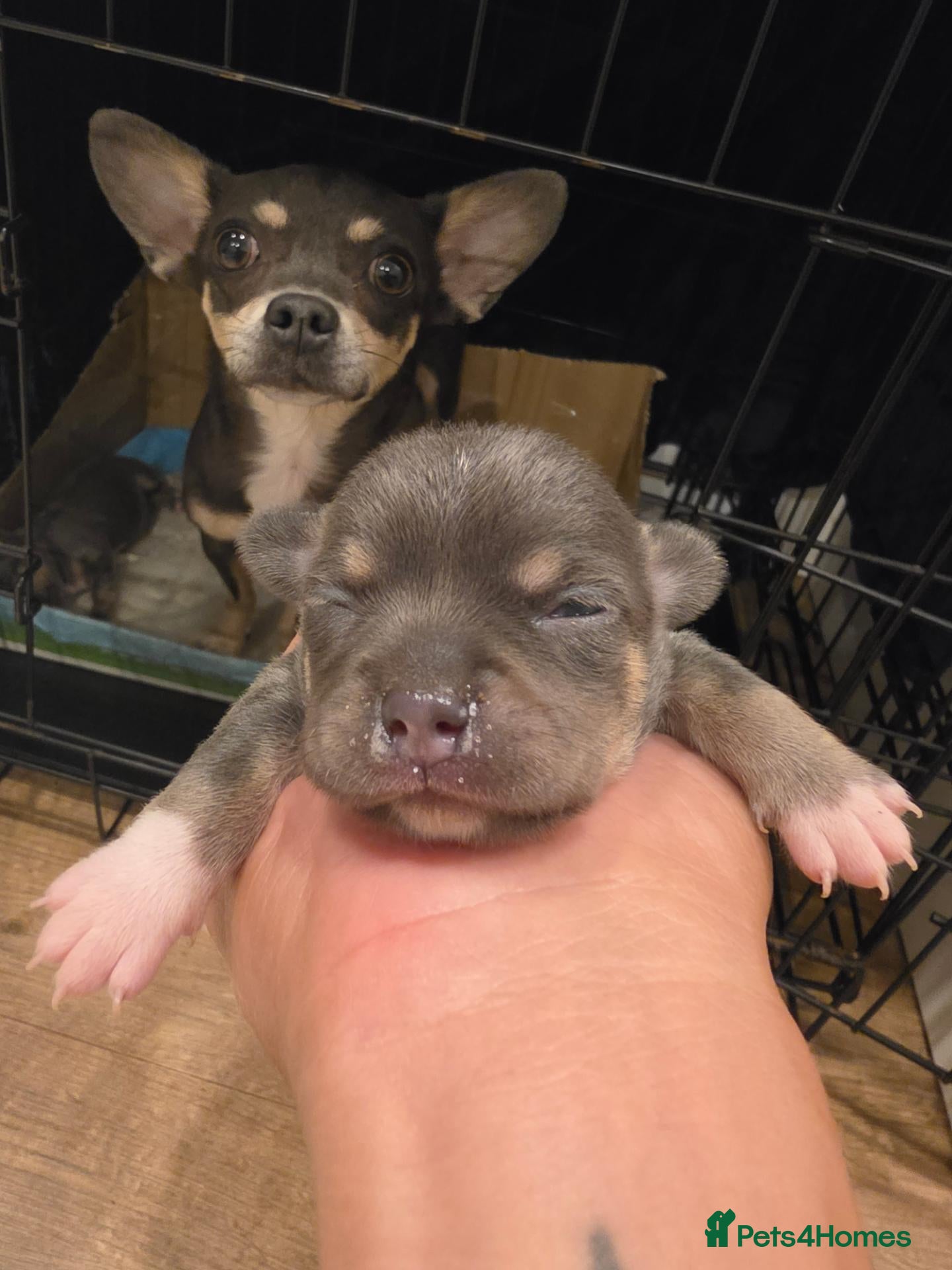 Chihuahua dogs Chihuahua Blue Tri. 1 Boy 1 Girl   - Advert 10
