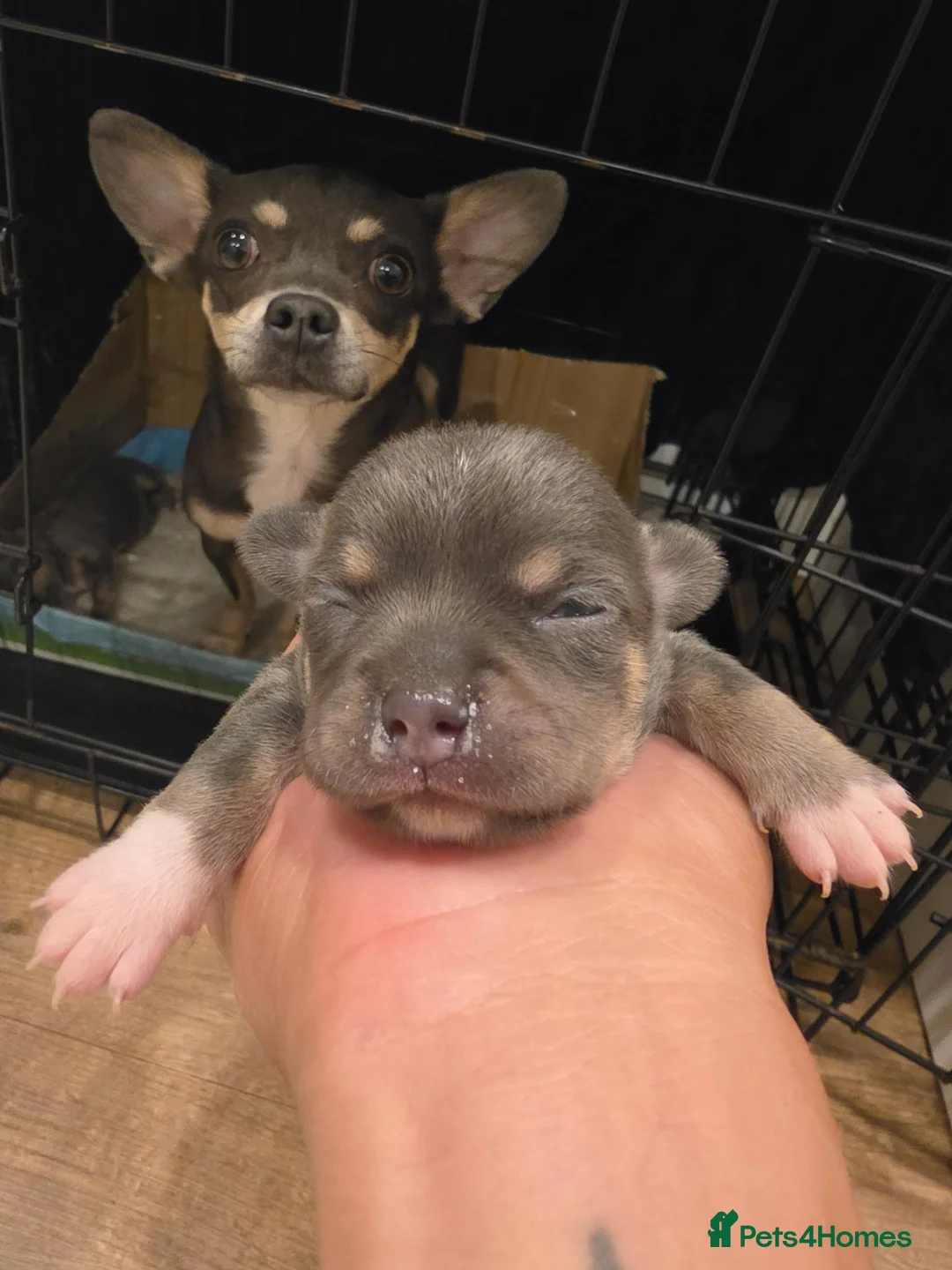 Chihuahua dogs for sale: Chihuahua Blue Tri. 1 Boy 1 Girl   - Advert 1