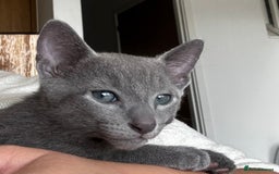 Russian Blue cats for sale: 🩵GCCF Registered Russian Blue kittens 🩵 - Image 14